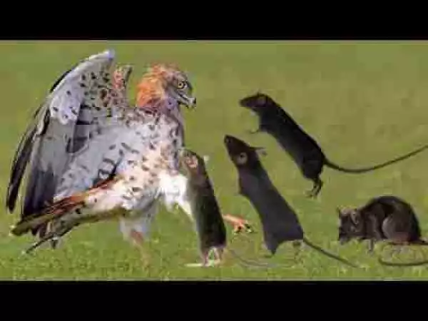 Video: Best Moments Of Bird And Rats You Will Not Believe